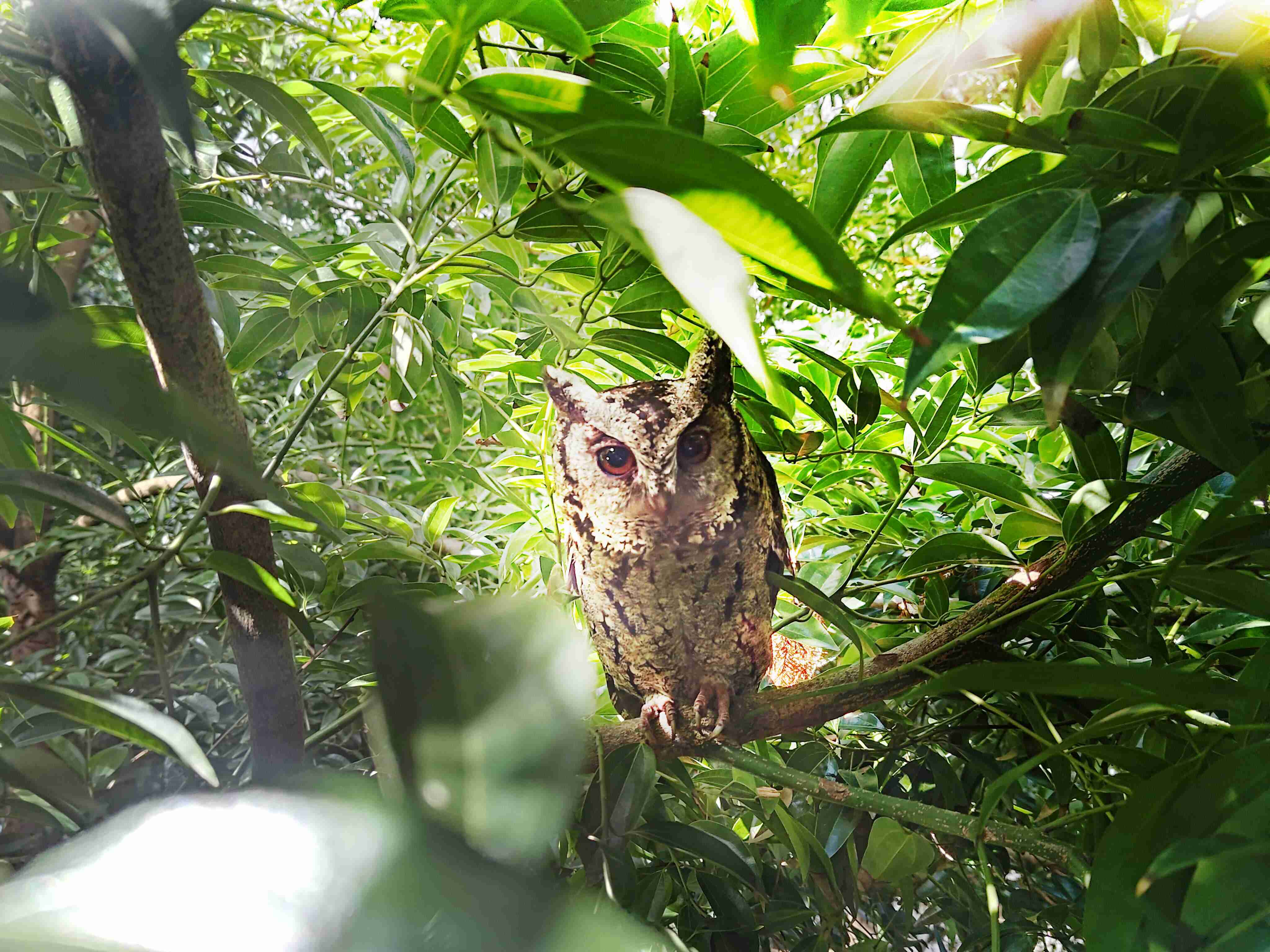 牛牛游戏致力提倡净零绿生活，，，，16年以来在全球各厂区植树逾百万棵，，，，造就各厂区树木蔚然成林，，，，犹如森林工厂，，，成为许多生物的栖息地